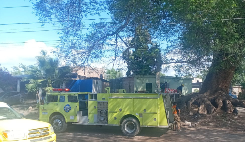 Árbol de Huanacaxtle en Guasave