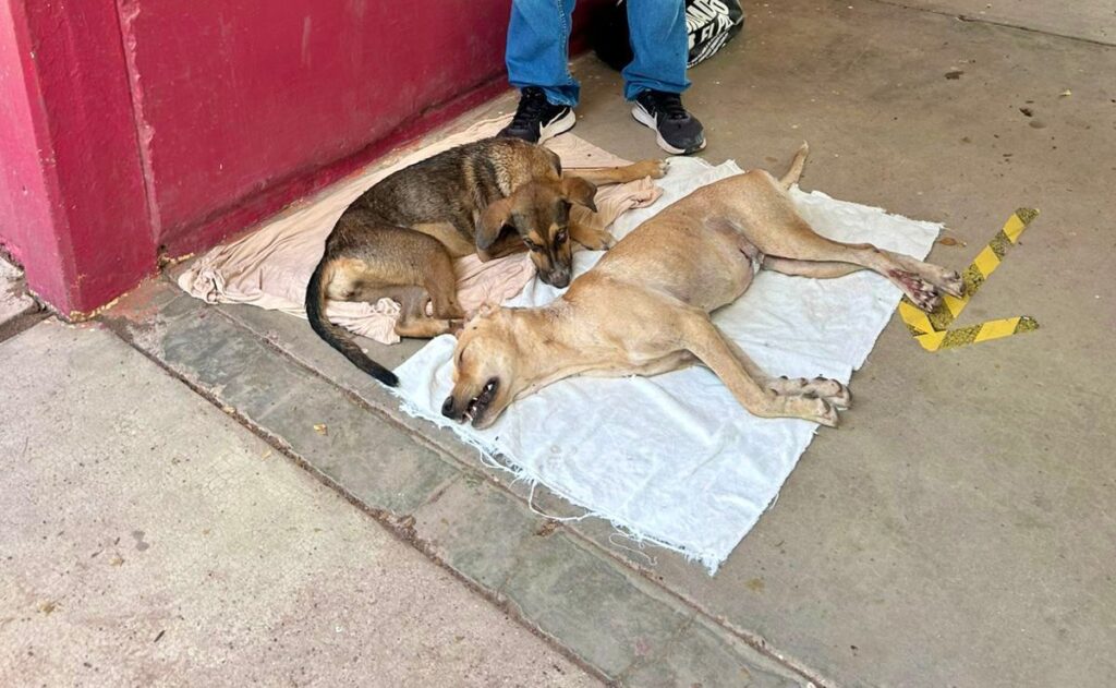 Esterilización de mascotas en Jahuara II, El Fuerte