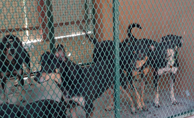 Perros
