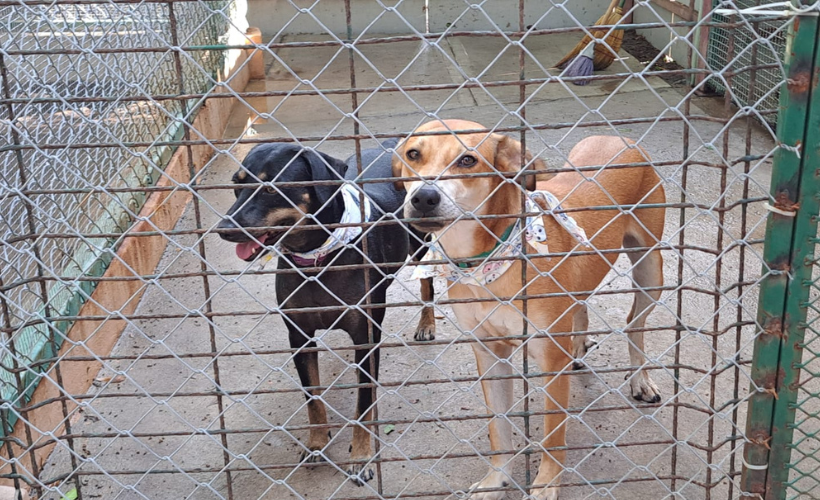 Perros