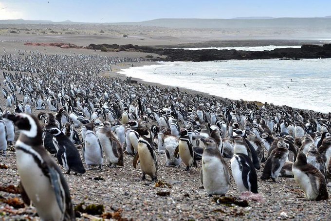 Localizan cerca de mil pingüinos muertos en playas de Brasil