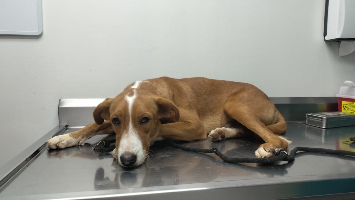Rescatan a perrito víctima de maltrato en Culiacán