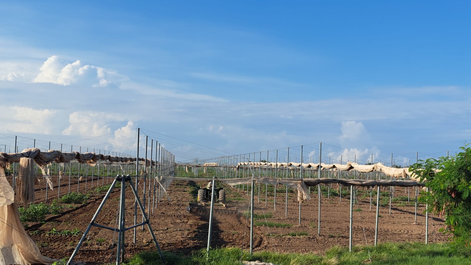 Productores hortícolas hacen conciencia y destruyen la soca