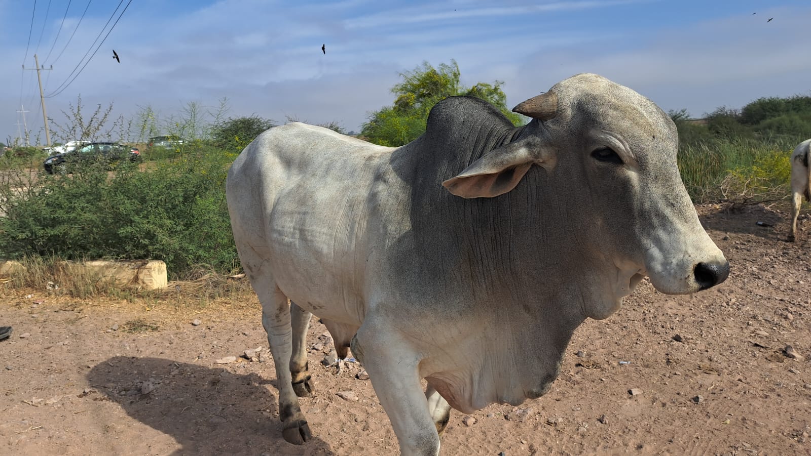 En Sinaloa no se tienen presencia de gusano barrenador