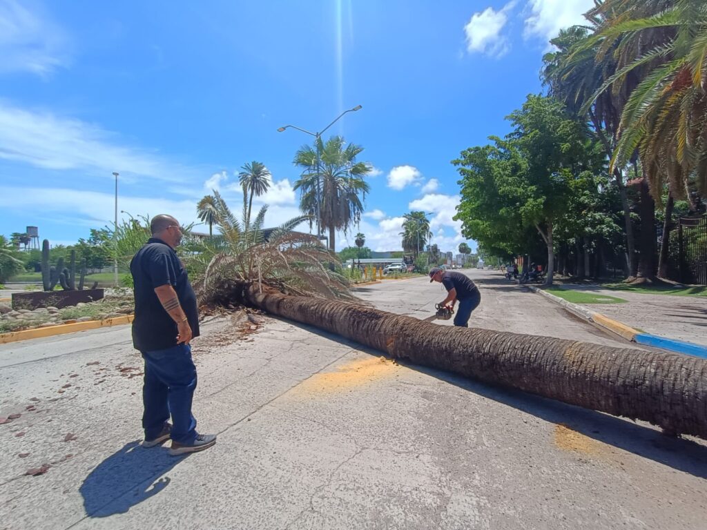 Cae palma en pleno bulevar Rosales en Los Mochis y causa susto a los automovilistas