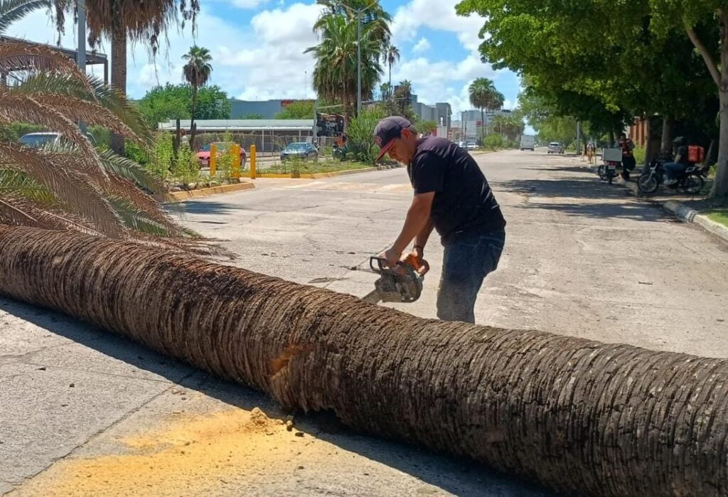 Cae palma en pleno bulevar Rosales en Los Mochis y causa susto a los automovilistas