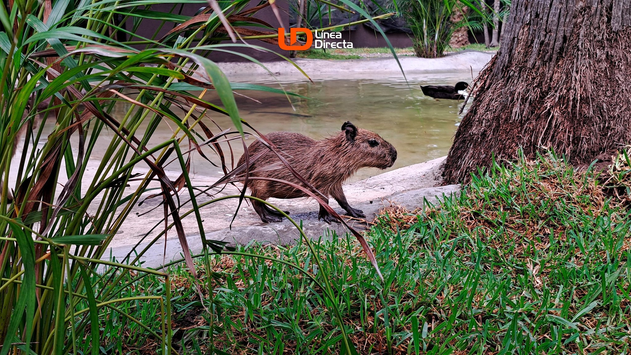 Capibaras, el principal atractivo del Gran Acuario