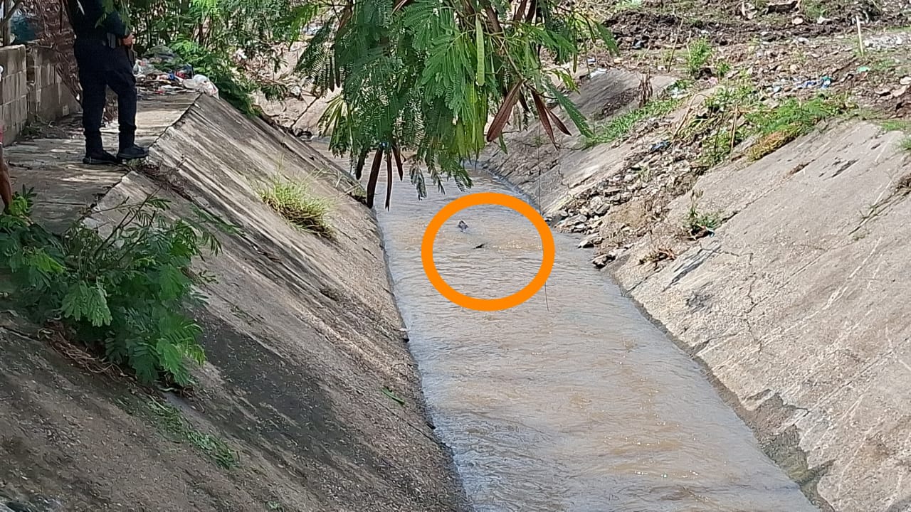 Avistamiento de cocodrilo en el fraccionamiento Santa Fe, al sur de la ciudad de Mazatlán.