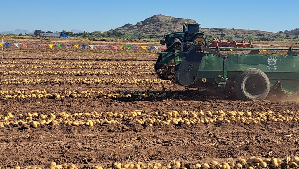 Con la humedad que dejaron las lluvias, agricultores se aventarán con siembras tempranas
