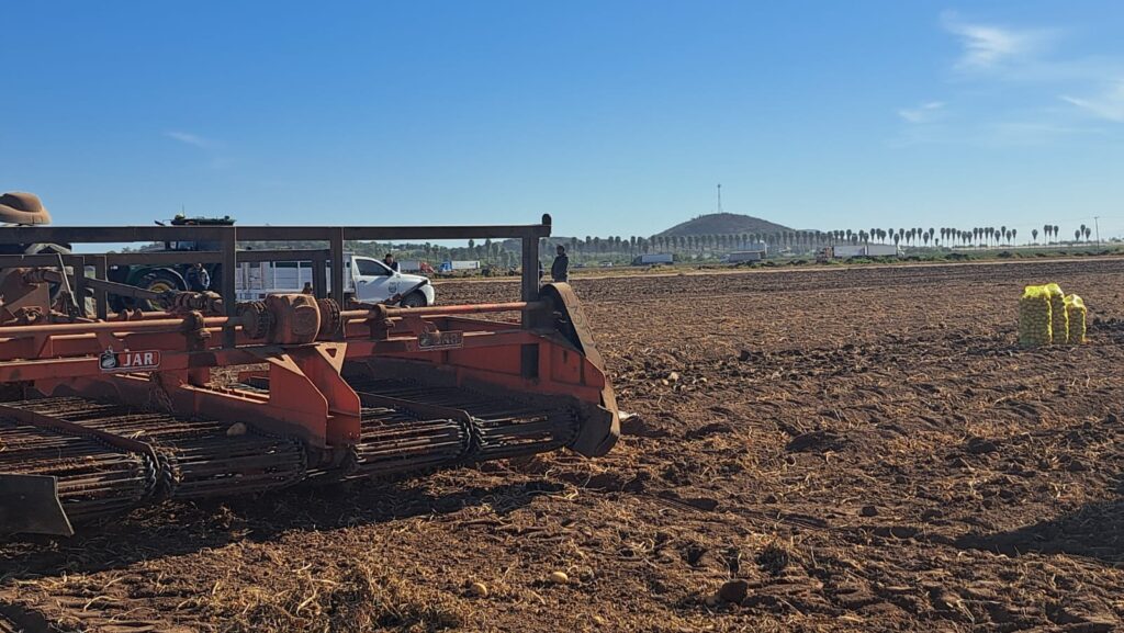 Con la humedad que dejaron las lluvias, agricultores se aventarán con siembras tempranas