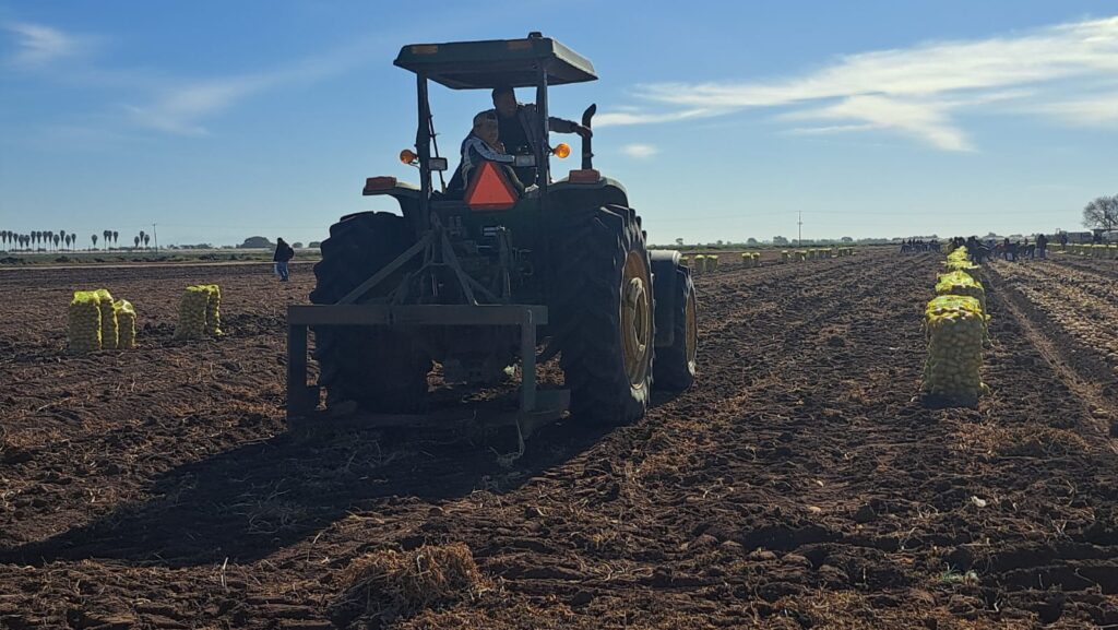 Con la humedad que dejaron las lluvias, agricultores se aventarán con siembras tempranas