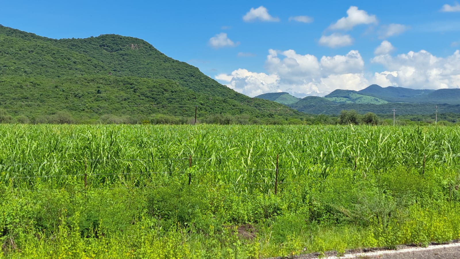 Campo agrícola en Culiacán.