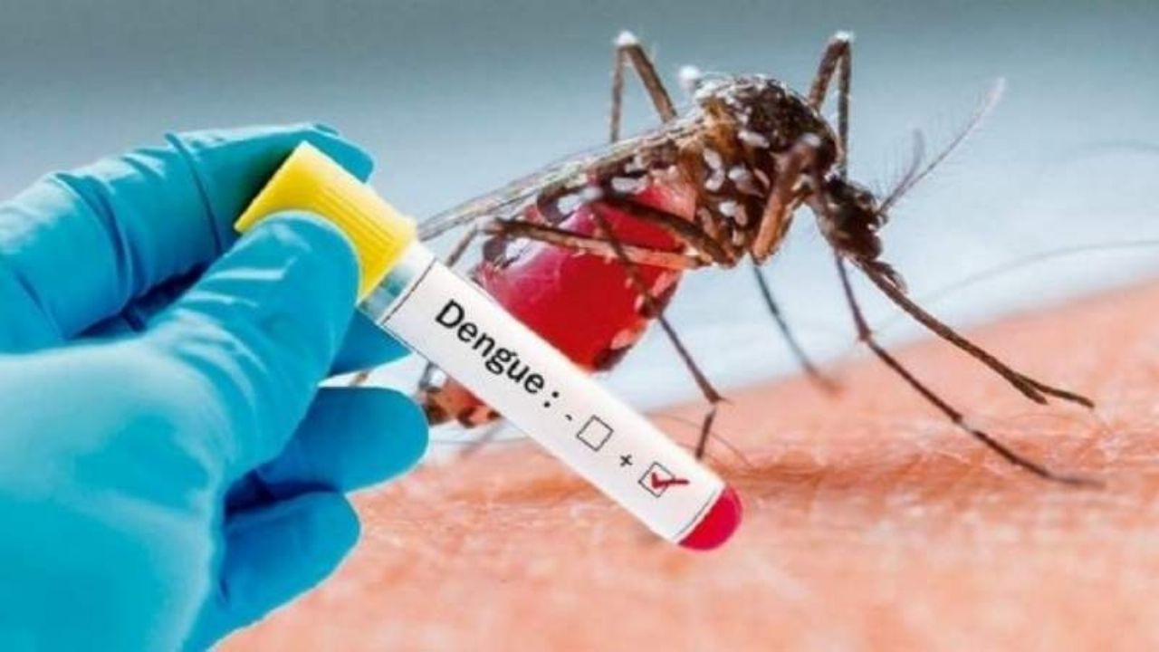 Un mosquito del dengue.
