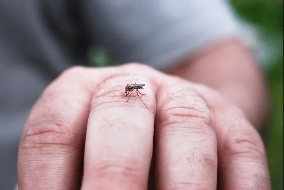 Ya suman 45 casos de dengue en Ahome y Choix