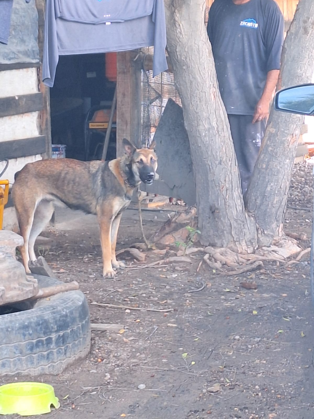 Perrita localizada en la avenida Múnich.