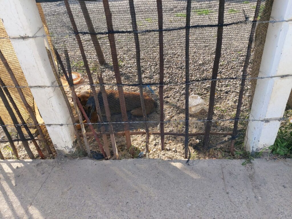 Perrita acostada en el lugar donde se encuentra.