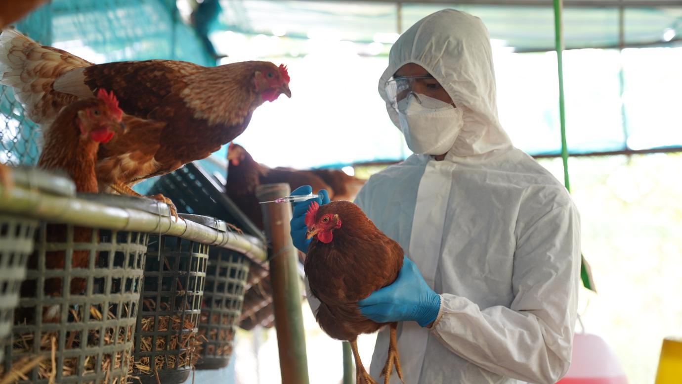 Descubren mutaciones que aumentan la propagación de la gripe aviar