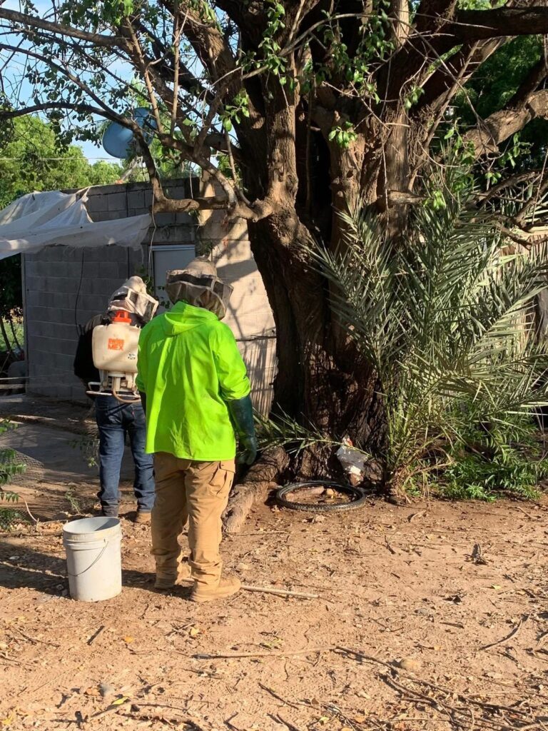 Escuelas de Guasave están plagadas de abejas