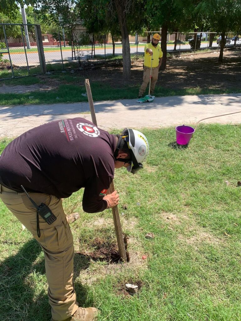 Escuelas de Guasave están plagadas de abejas
