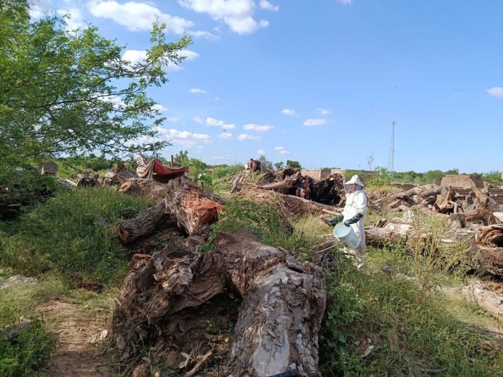 Escuelas de Guasave están plagadas de abejas