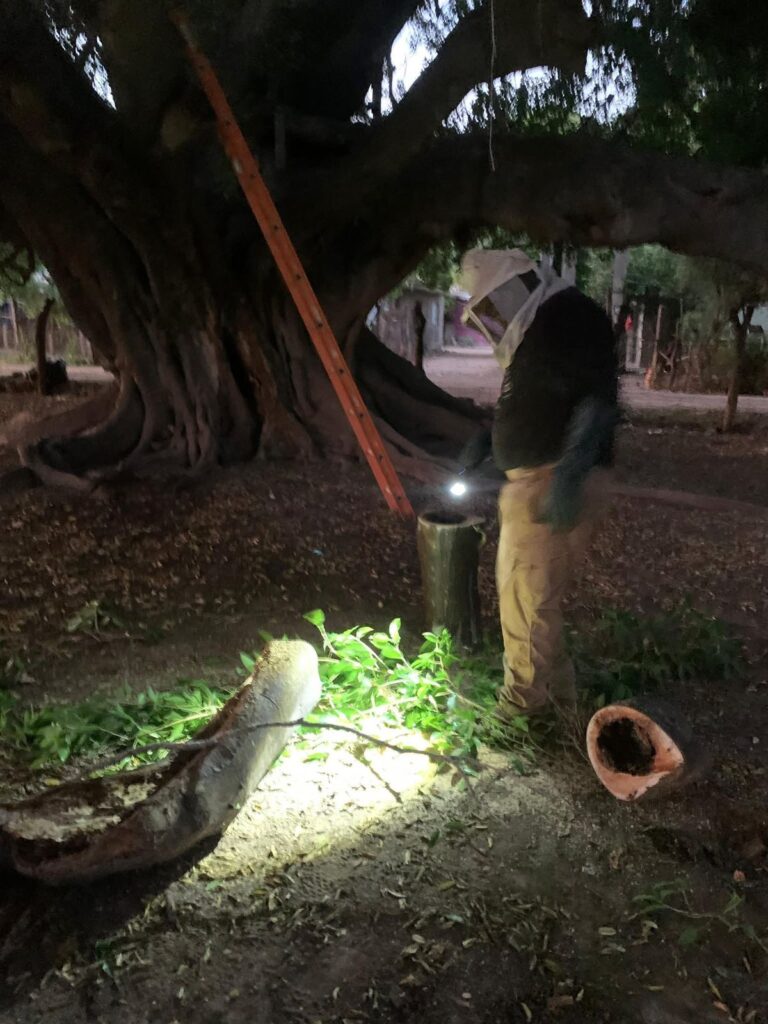 Escuelas de Guasave están plagadas de abejas
