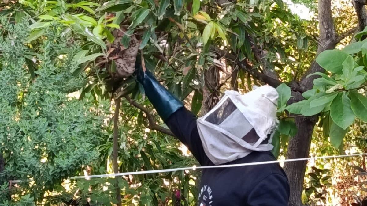 Escuelas de Guasave están plagadas de abejas