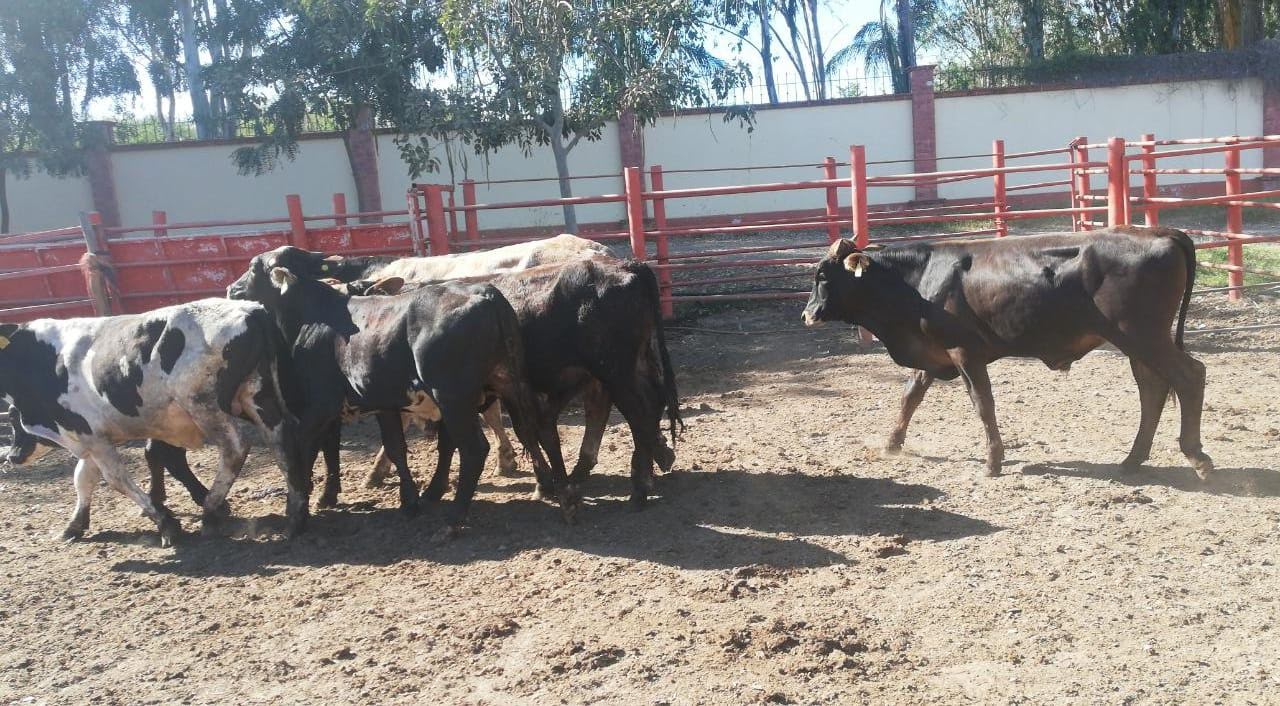 Ganaderos de Sinaloa agradecen a presidenta Claudia Sheinbaum por incluirlos en programas de créditos