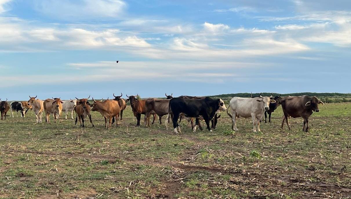 Ganaderos de Sinaloa procesarán nopal forrajero con la Universidad de Chapingo