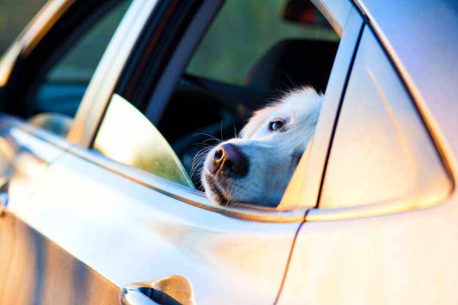 Mascota al interior de un vehículo.