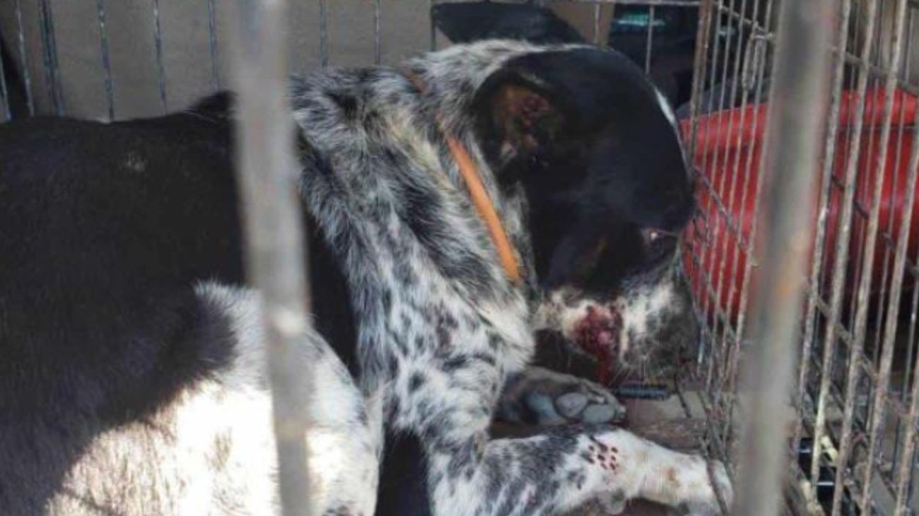 Muere bebé tras ataque de dos perros en Matamoros