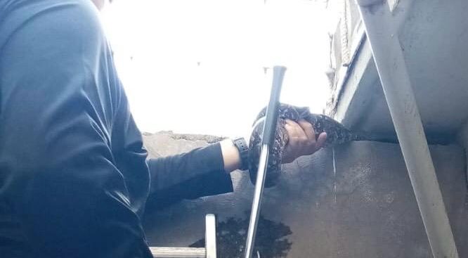 PC Culiacán y GEPA capturan serpiente de poco más de un metro en el patio de una casa en Valle Alto
