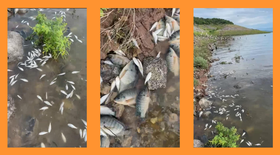 Mortandad de peces en la presa Miguel Hidalgo de El Fuerte.