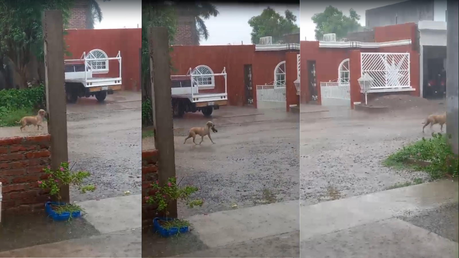 Rescató a sus cachorros y los puso a salvo