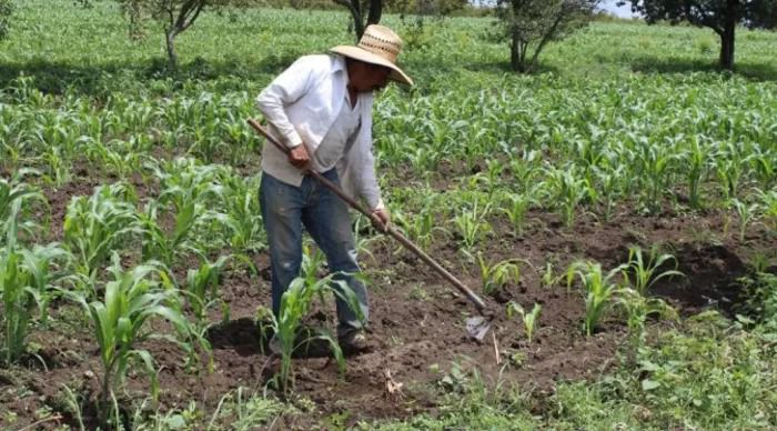 Gobierno estatal inicia la entrega de semilla para productores