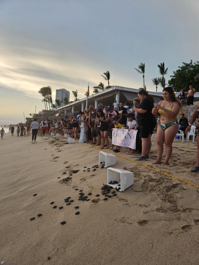 Programa de Protección ha rescatado 557 nidos y 53,718 huevos de tortuga marina en Mazatlán