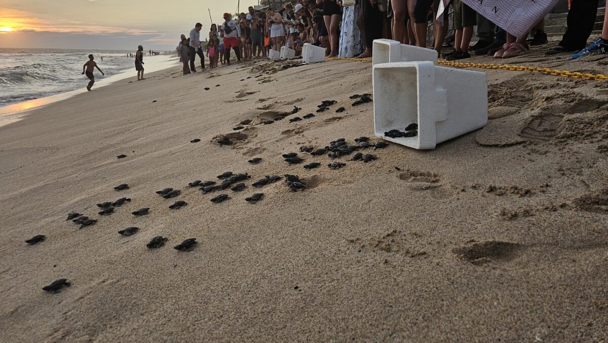 Programa de Protección ha rescatado 557 nidos y 53,718 huevos de tortuga marina en Mazatlán