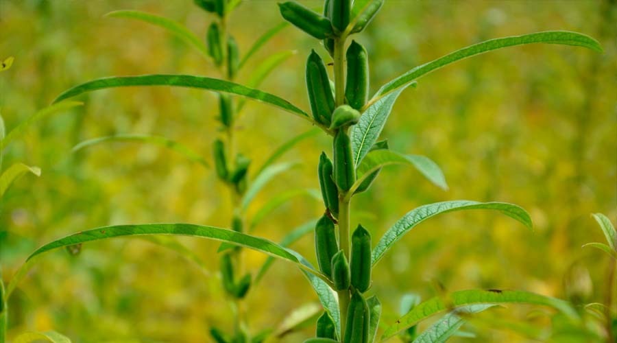 De no haber agua para el trigo, se irán por ajonjolí, cártamo y girasol
