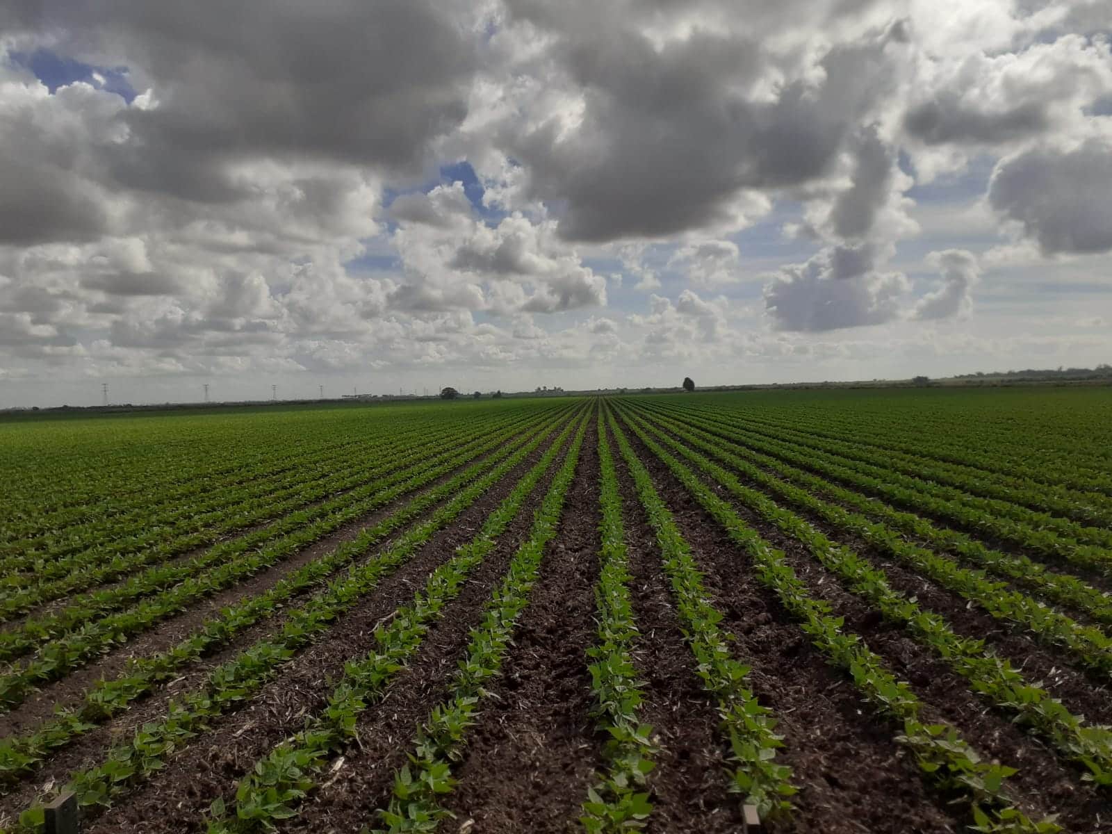 Lluvias fortalecen las siembras en Choix