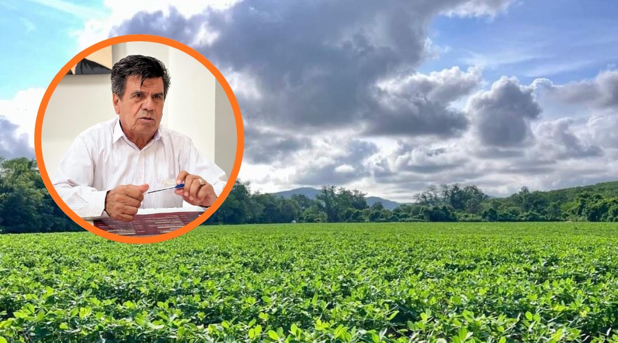Enrique Parra Melecio, confirmó que se prevé una buena cosecha de cacahuate