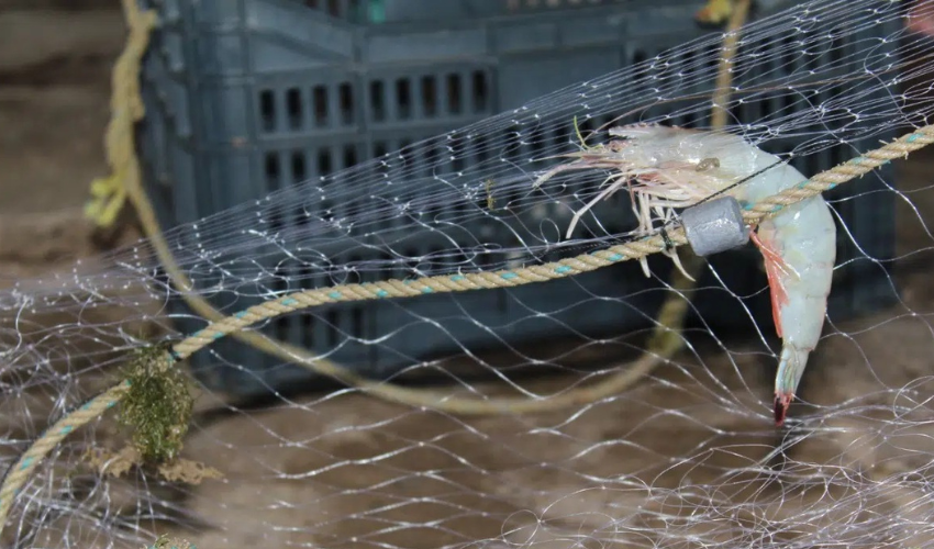 Camarón atrapado en una red