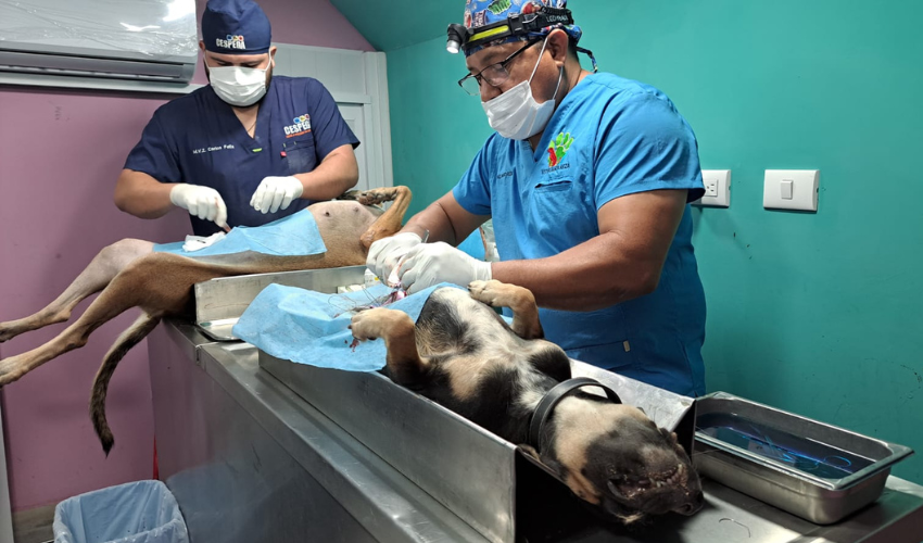 Jornada de esterilización de perros y gatos