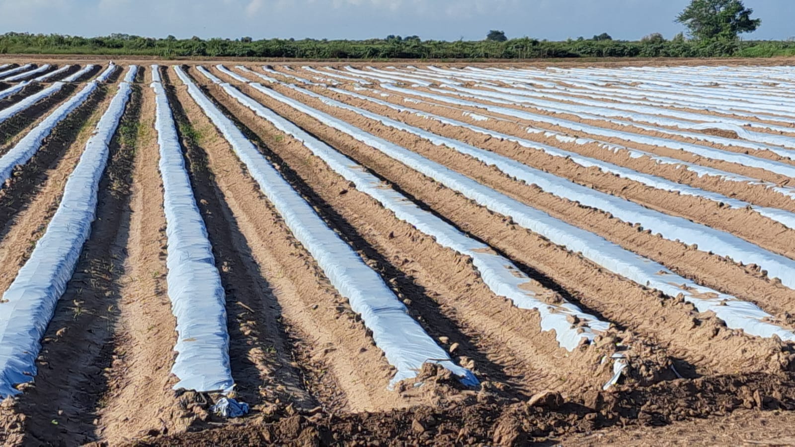 Siembra de hortalizas en los valles de Culiacán y Navolato.