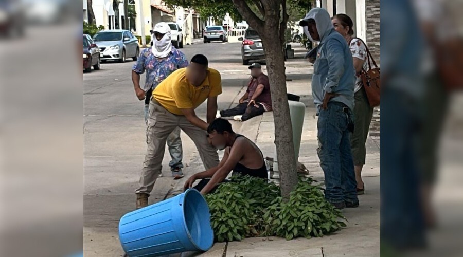 Hombre es picado por abejas mientras trabajaba en Los Mochis.