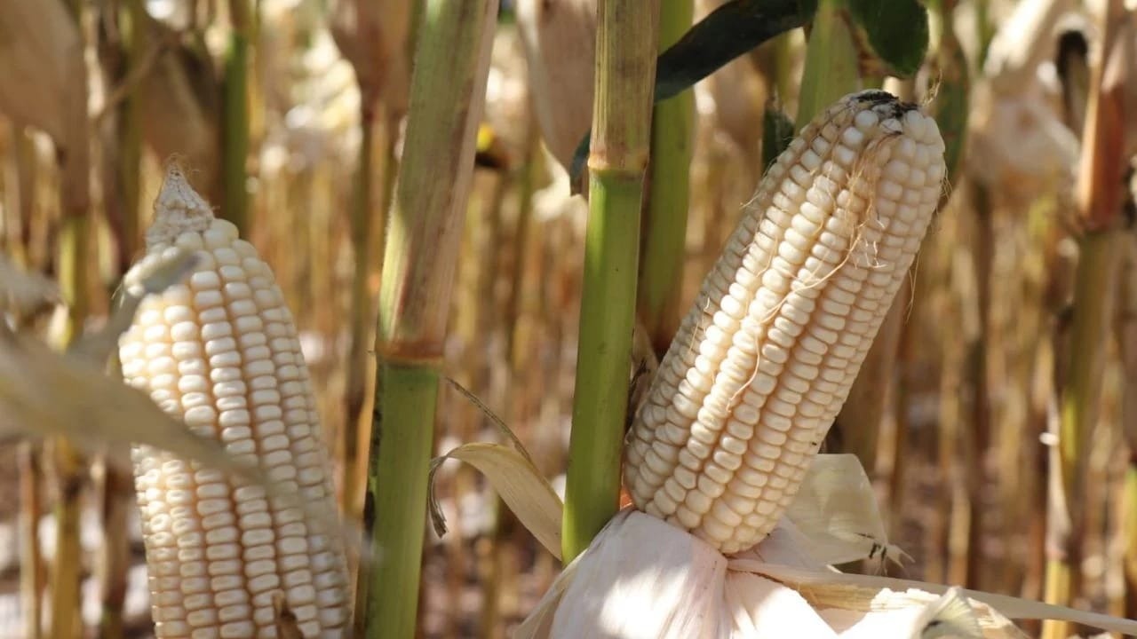 14 razas de maíz nativo en Sinaloa