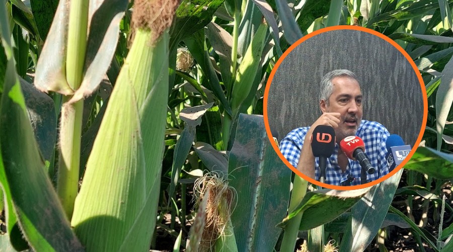 Sin apoyos etiquetados a la comercialización no se podrá sembrar maíz en Sinaloa