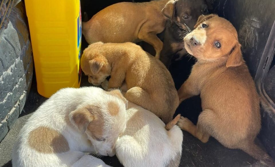 Perritos rescatados
