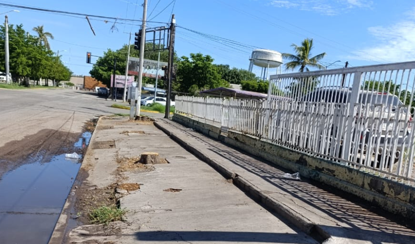 Tres árboles fueron talados en la vía pública de Guasave