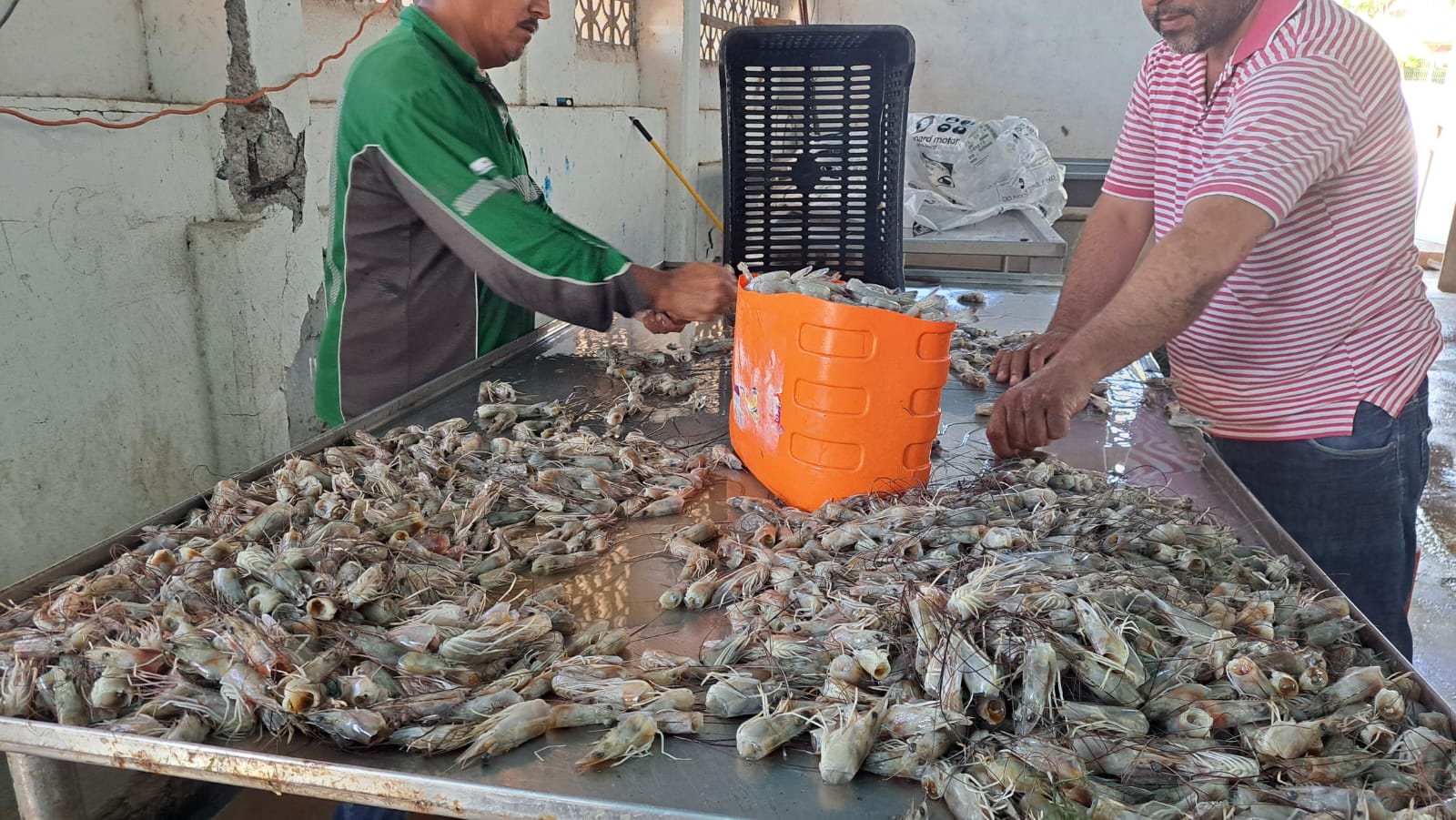 Inicia temporada de camarón en Guasave