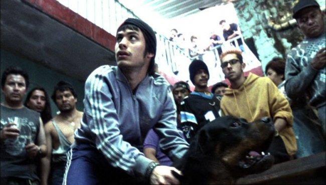 Amores Perros regresa a las salas de cine por su 25 aniversario