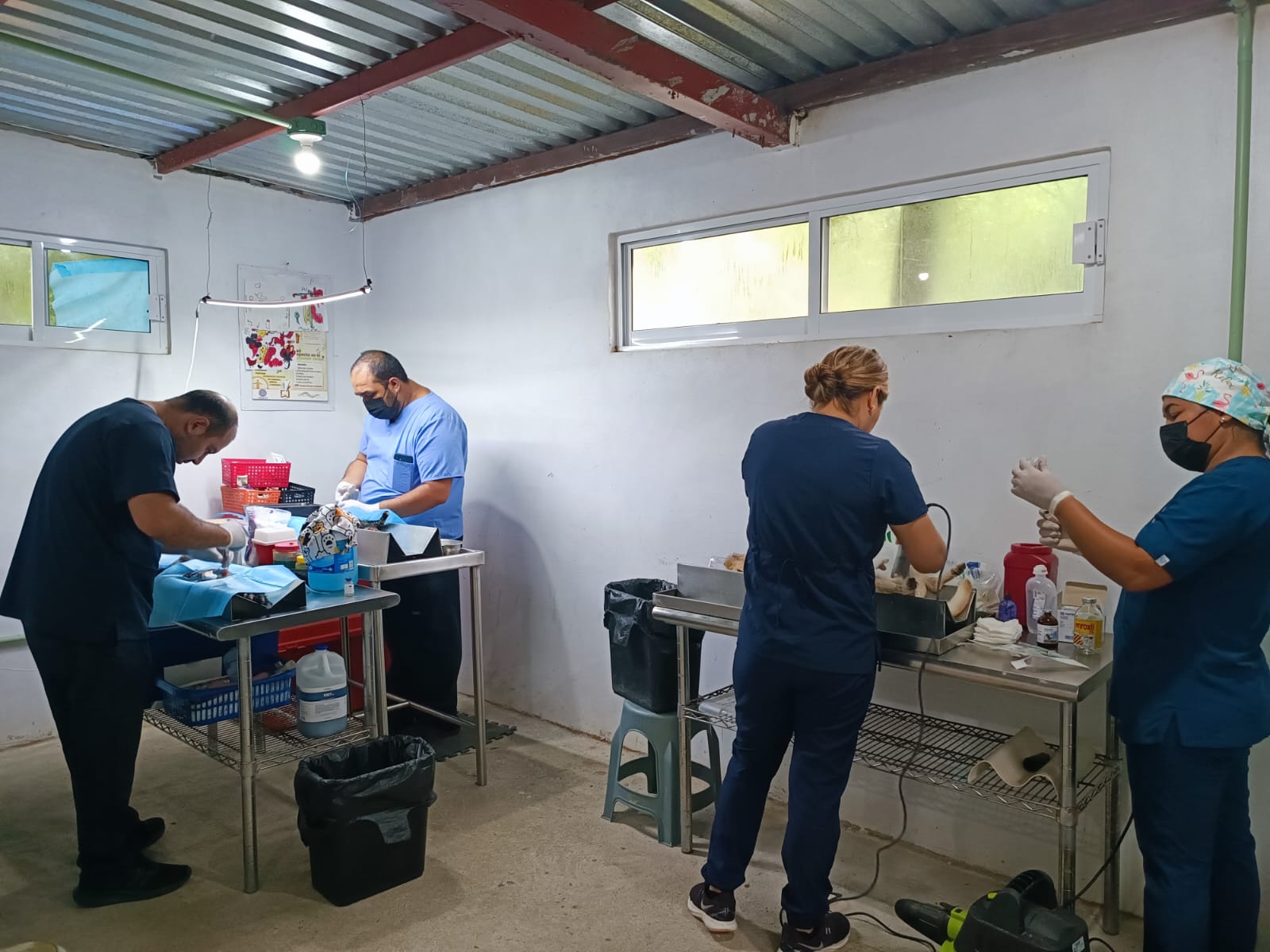 Aun con la lluvia Huellitas del Bienestar realiza 10 esterilizaciones gratuitas en Mazatlán